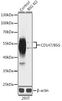 [KO Validated] CD147/BSG Rabbit pAb