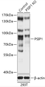 [KO Validated] PSIP1 Rabbit pAb