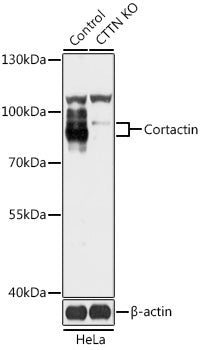 [KO Validated] Cortactin Rabbit pAb