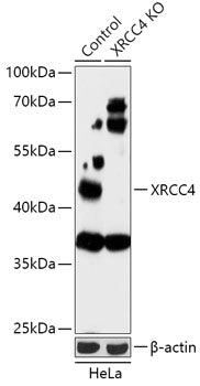 [KO Validated] XRCC4 Rabbit pAb