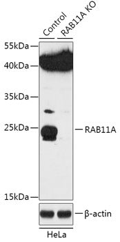 [KO Validated] RAB11A Rabbit pAb