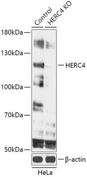 [KO Validated] HERC4 Rabbit pAb