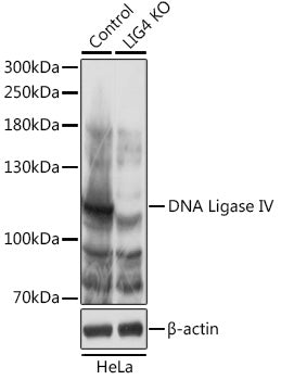 [KO Validated] DNA Ligase IV Rabbit pAb