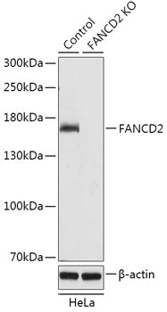 [KO Validated] FANCD2 Rabbit pAb