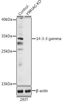 [KO Validated] 14-3-3 gamma Rabbit pAb