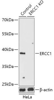 [KO Validated] ERCC1 Rabbit pAb