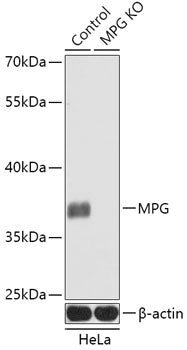 [KO Validated] MPG Rabbit pAb