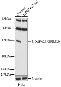 [KO Validated] NDUFA13/GRIM19 Rabbit pAb