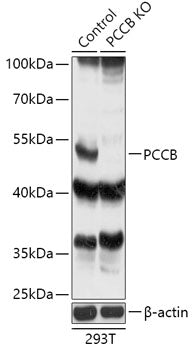[KO Validated] PCCB Rabbit pAb