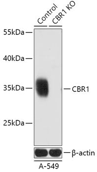 [KO Validated] CBR1 Rabbit pAb