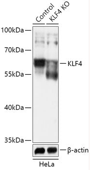 [KO Validated] KLF4 Rabbit pAb