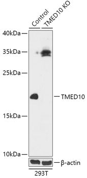 [KO Validated] TMED10 Rabbit pAb