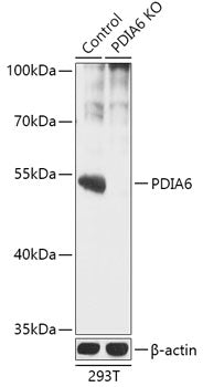 [KO Validated] PDIA6 Rabbit pAb