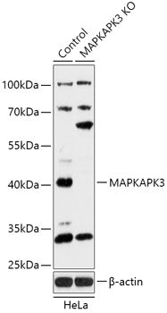 [KO Validated] MAPKAPK3 Rabbit pAb