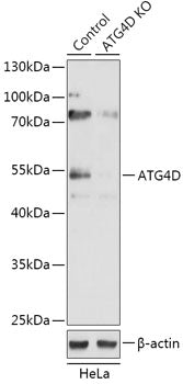 [KO Validated] ATG4D Rabbit pAb