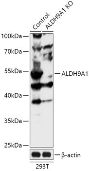 [KO Validated] ALDH9A1 Rabbit pAb