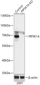 [KO Validated] PIP5K1A Rabbit pAb