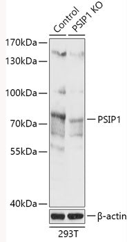 [KO Validated] PSIP1 Rabbit pAb