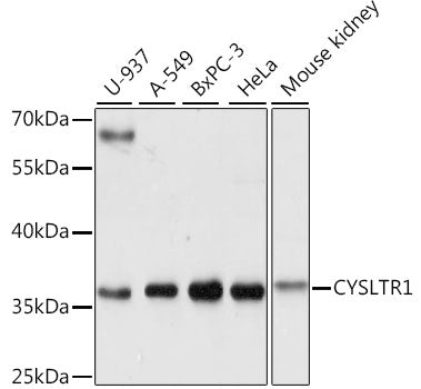 CYSLTR1 Rabbit pAb