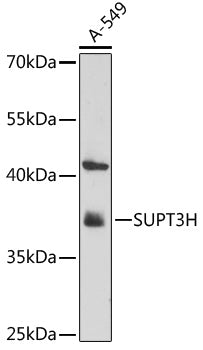 SUPT3H Rabbit pAb