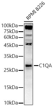 C1QA Rabbit pAb