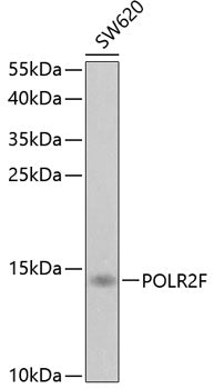 POLR2F Rabbit pAb