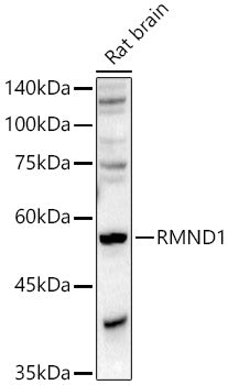 RMND1 Rabbit pAb