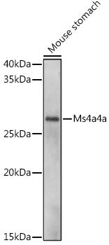 Ms4a4a Rabbit pAb