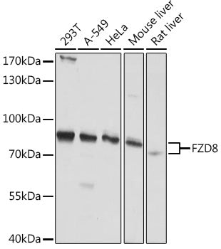FZD8 Rabbit pAb