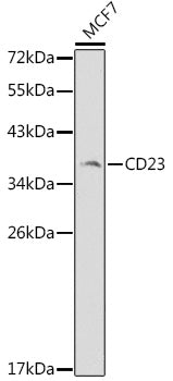 CD23 Rabbit pAb