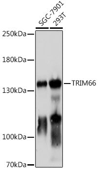 TRIM66 Rabbit pAb