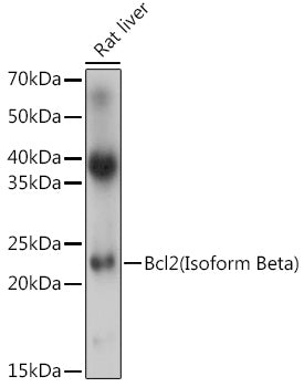 Bcl2(Isoform Beta) Rabbit pAb