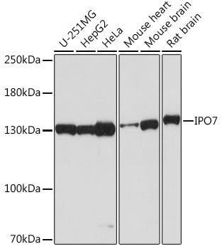 IPO7 Rabbit pAb