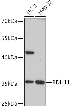 RDH11 Rabbit pAb