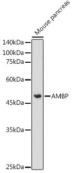 AMBP Rabbit pAb