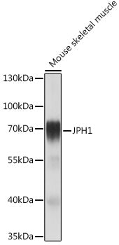 JPH1 Rabbit pAb
