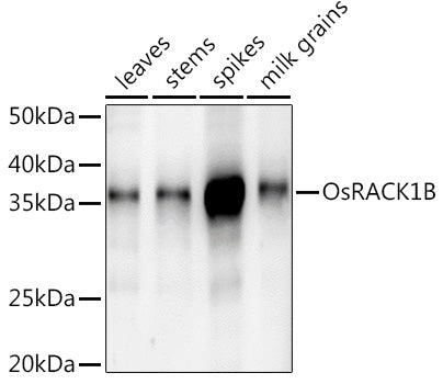 OsRACK1B Rabbit pAb