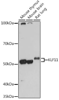 KLF11 Rabbit pAb