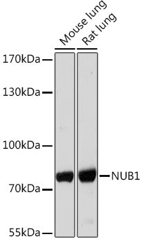 NUB1 Rabbit pAb