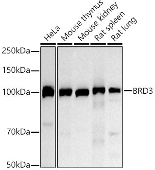BRD3 Rabbit pAb
