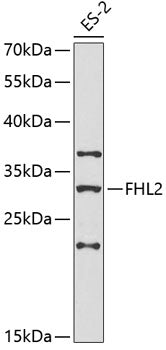 FHL2 Rabbit pAb