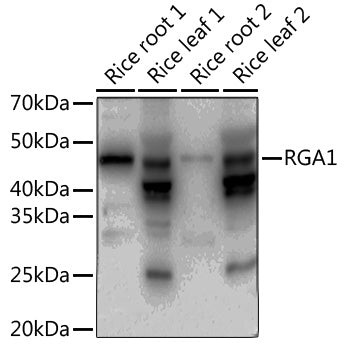 RGA1 Rabbit pAb
