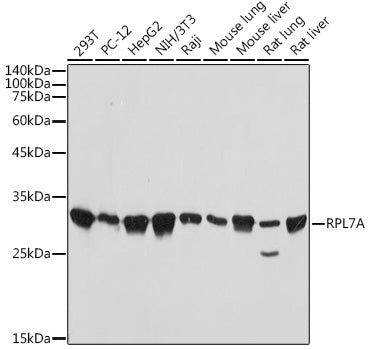 RPL7A Rabbit mAb