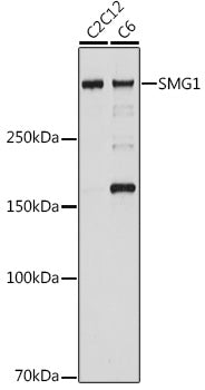 SMG1 Rabbit mAb