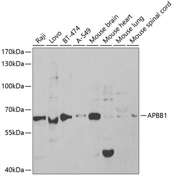 APBB1 Rabbit pAb
