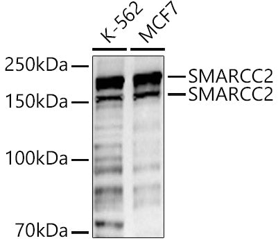 SMARCC2 Rabbit pAb