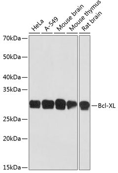 Bcl-XL Rabbit mAb