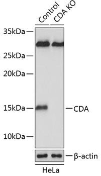 [KO Validated] CDA Rabbit pAb