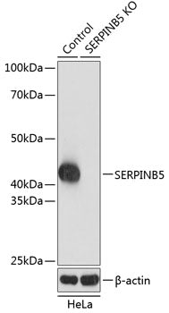 [KO Validated] SERPINB5 Rabbit pAb