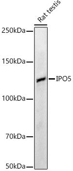 IPO5 Rabbit pAb